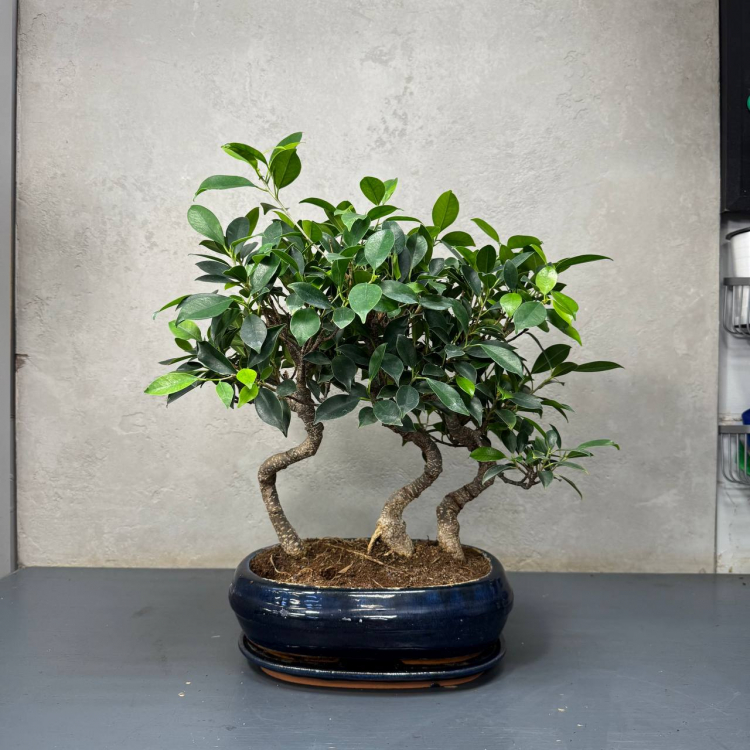 Бонсай Баньян Санкан