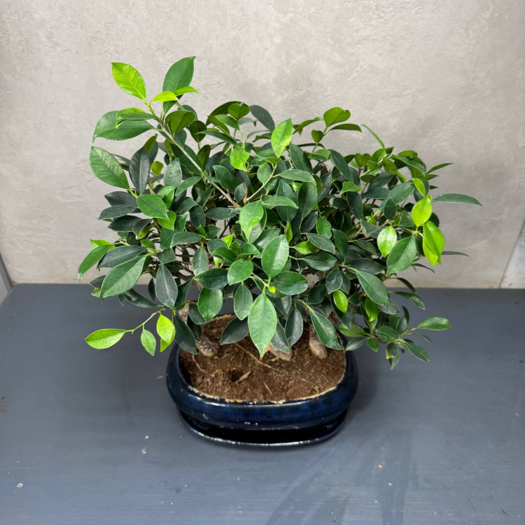 Бонсай Баньян Санкан