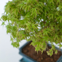 Бонсай Клён - «Kiyohime» в прямоугольной плошке Бонсай Клён - «Kiyohime» в прямоугольной плошке