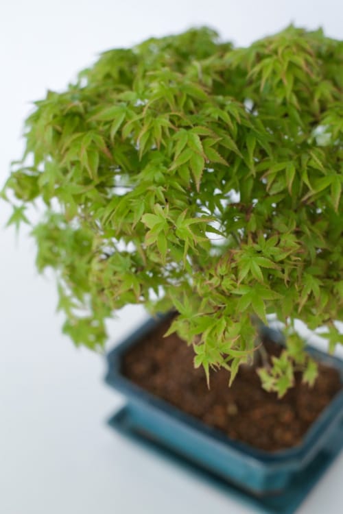 Бонсай Клён - «Kiyohime» в прямоугольной плошке Бонсай Клён - «Kiyohime» в прямоугольной плошке