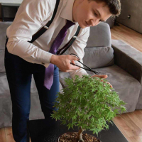 Бонсай Клён - «Kiyohime» в прямоугольной плошке Бонсай Клён - «Kiyohime» в прямоугольной плошке