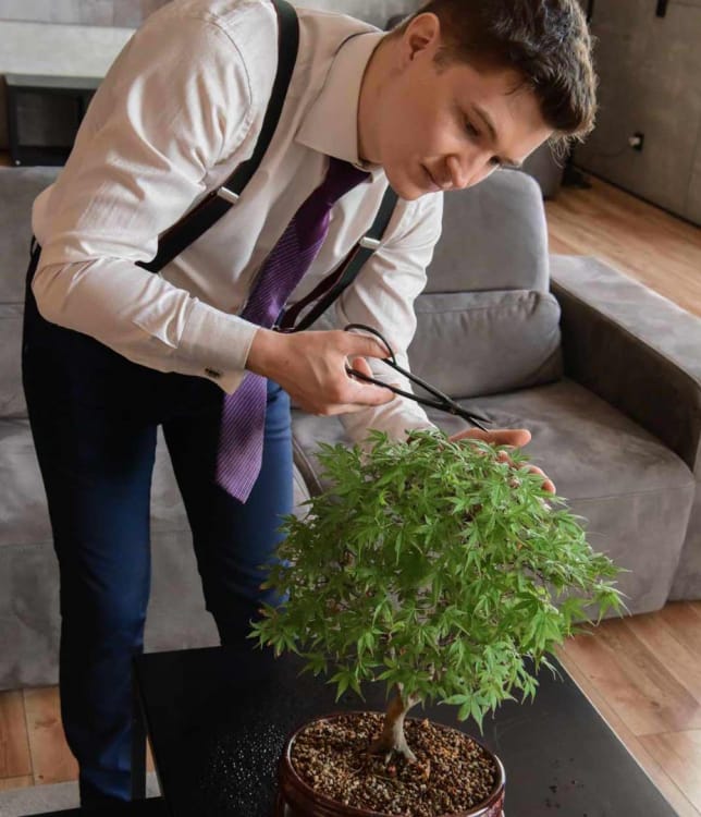 Бонсай Клён - «Kiyohime» в прямоугольной плошке Бонсай Клён - «Kiyohime» в прямоугольной плошке