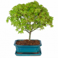 Бонсай Клён - «Kiyohime» в прямоугольной плошке Бонсай Клён - «Kiyohime» в прямоугольной плошке
