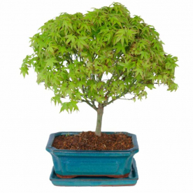 Бонсай Клён - «Kiyohime» в прямоугольной плошке