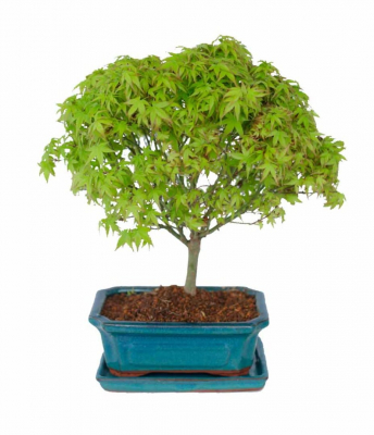 Бонсай Клён - «Kiyohime» в прямоугольной плошке