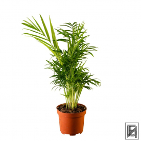 Хамедорея Изящная D12