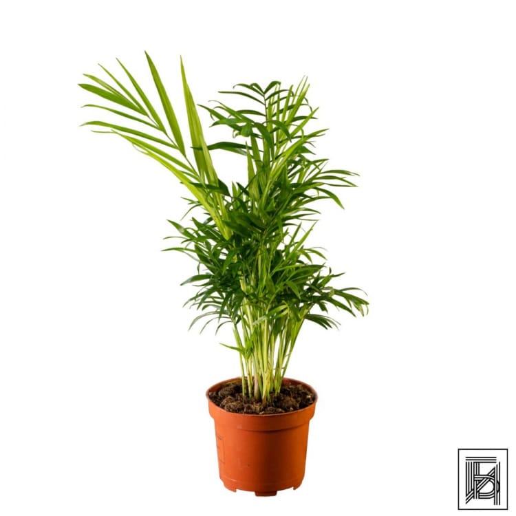 Хамедорея Изящная D12
