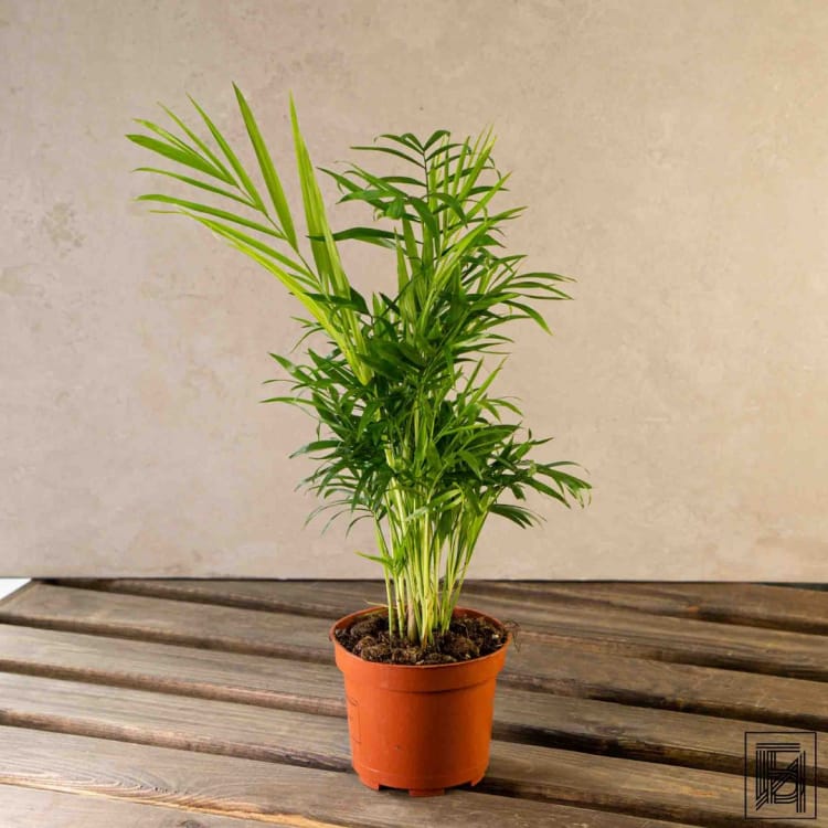 Хамедорея Изящная D12