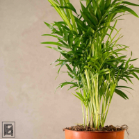 Хамедорея Изящная D12