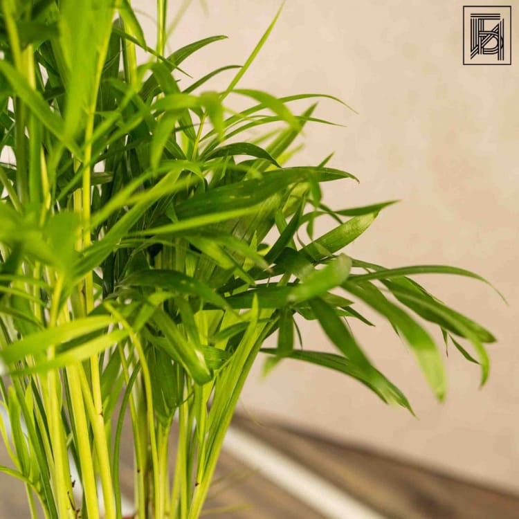 Хамедорея Изящная D12