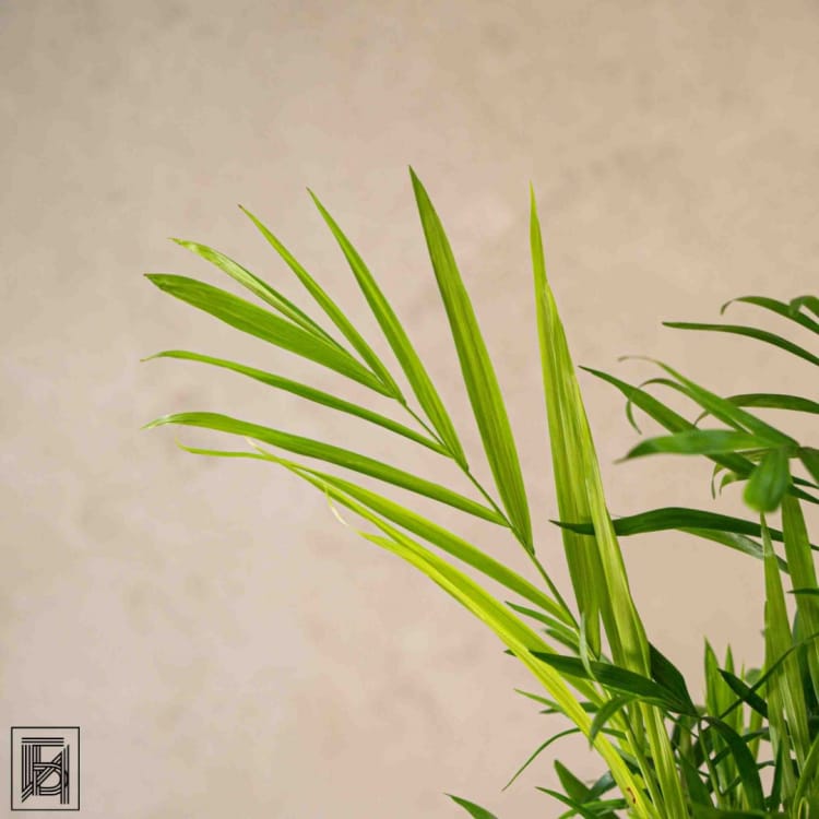 Хамедорея Изящная D12