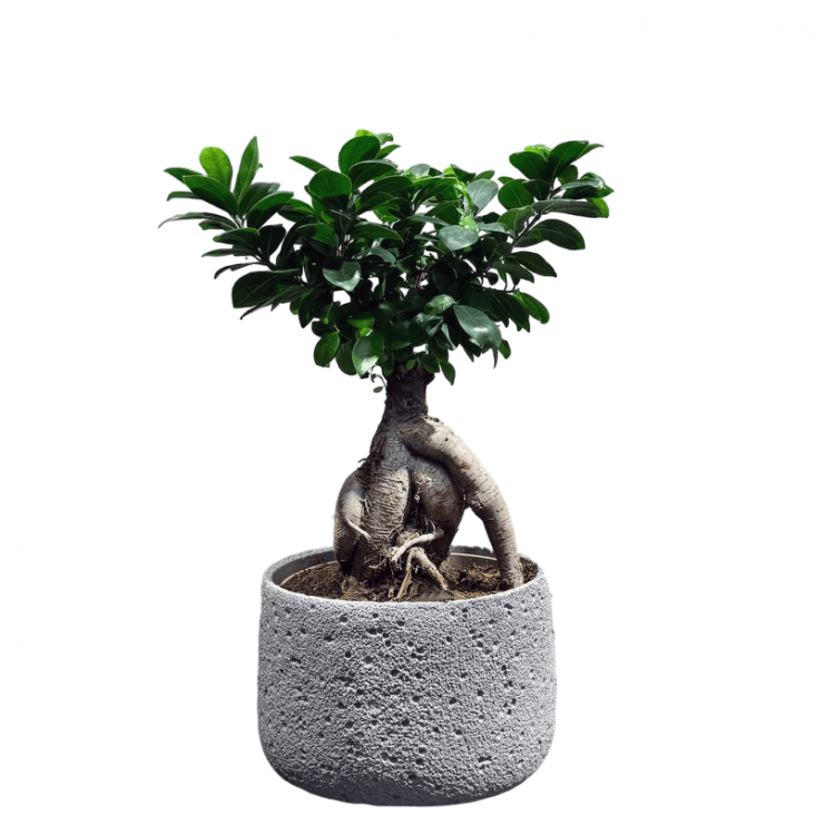 Фикус Микрокарпа 15 лет