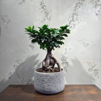 Фикус Микрокарпа 15 лет