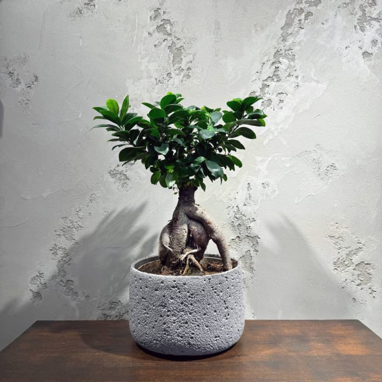 Фикус Микрокарпа 15 лет