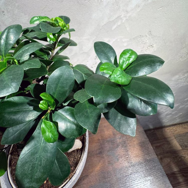 Фикус Микрокарпа 15 лет