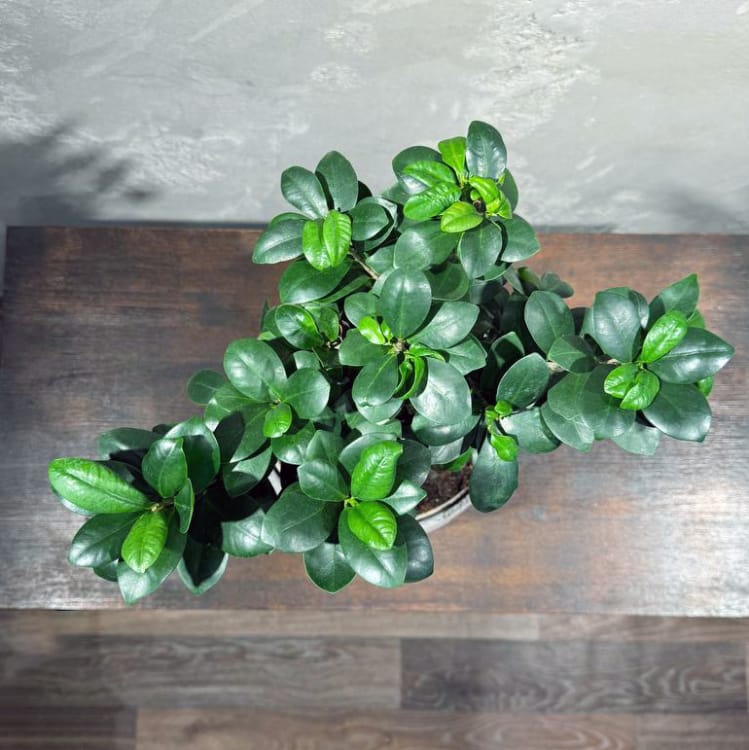 Фикус Микрокарпа 15 лет