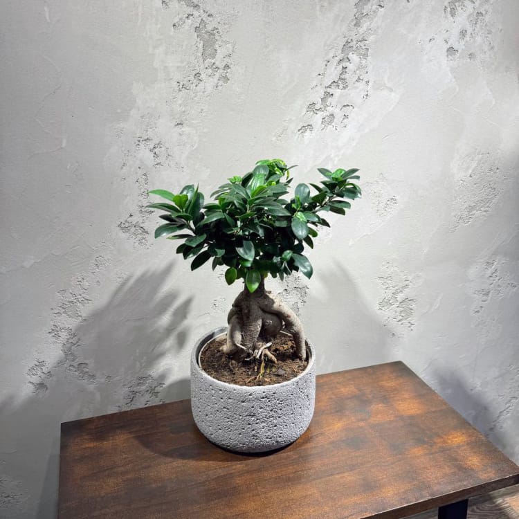 Фикус Микрокарпа 15 лет