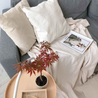 Бонсай Клён - «Atropurpureum»