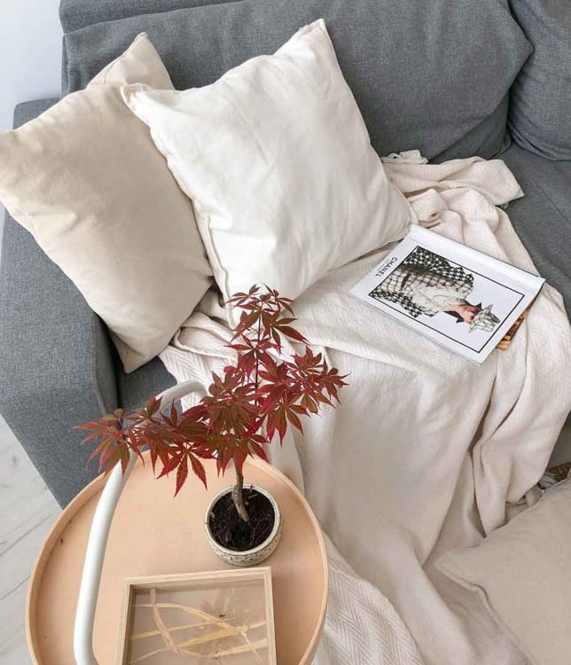 Бонсай Клён - «Atropurpureum»