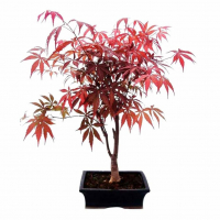 Бонсай Клён - «Atropurpureum»