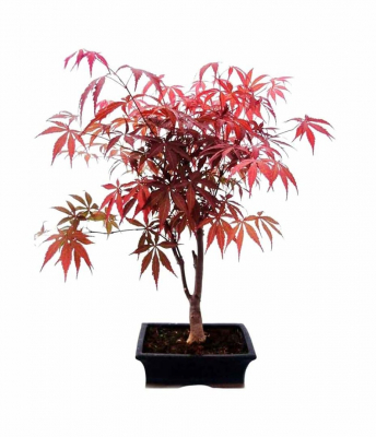 Бонсай Клён - «Atropurpureum»