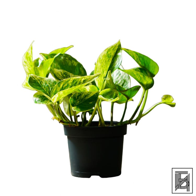 Эпипремнум Марбл Квин D12 Эпипремнум Марбл Квин D12