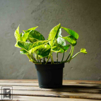 Эпипремнум Марбл Квин D12 Эпипремнум Марбл Квин D12