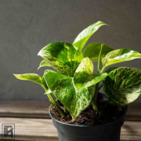 Эпипремнум Марбл Квин D12 Эпипремнум Марбл Квин D12