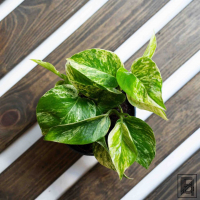 Эпипремнум Марбл Квин D12 Эпипремнум Марбл Квин D12