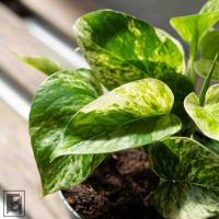 Эпипремнум Марбл Квин D12 Эпипремнум Марбл Квин D12