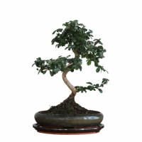 Бонсай Кармона в овальной плошке 20 лет