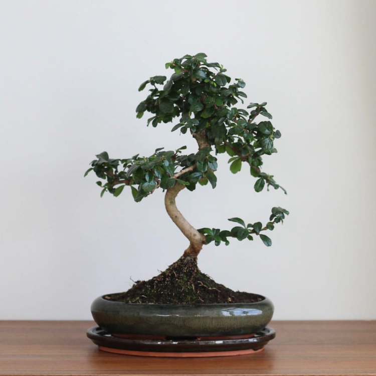 Бонсай Кармона в овальной плошке 20 лет