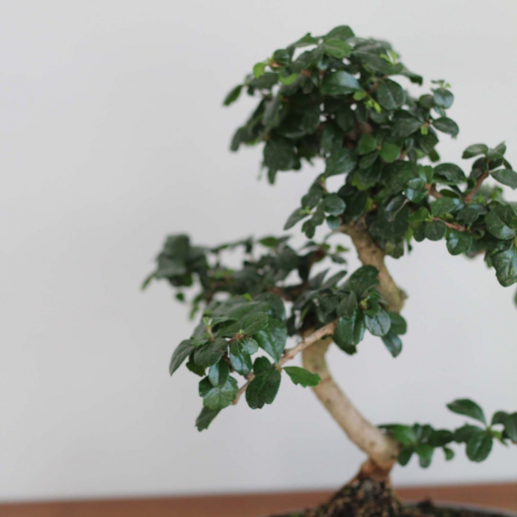 Бонсай Кармона в овальной плошке 20 лет