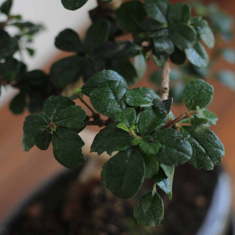 Бонсай Кармона в овальной плошке 20 лет