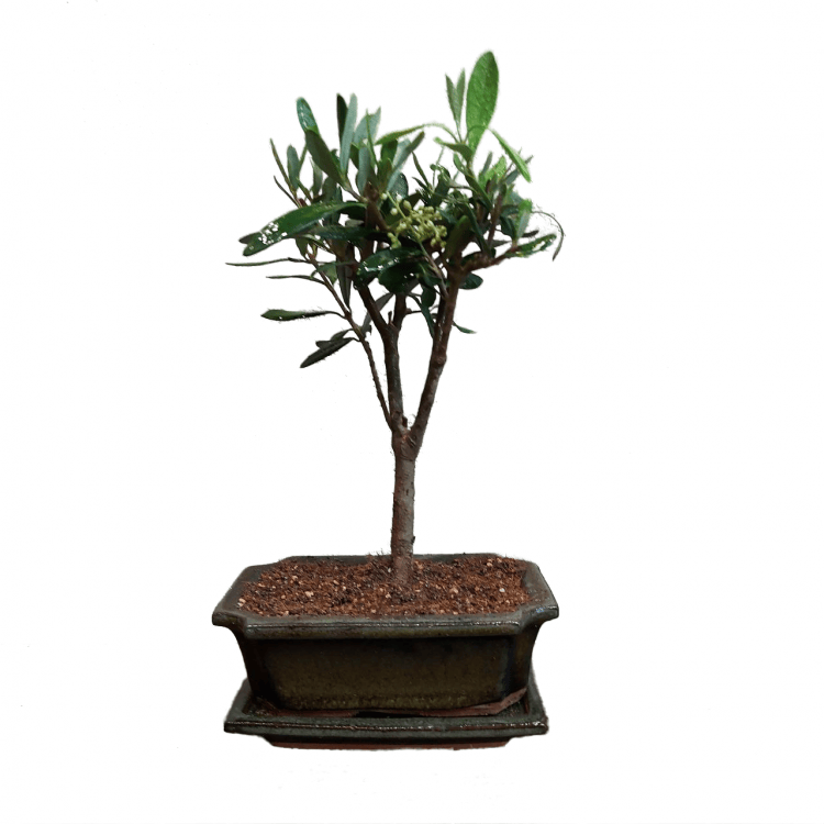 Бонсай Олива Europea 10 лет