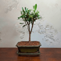 Бонсай Олива Europea 10 лет