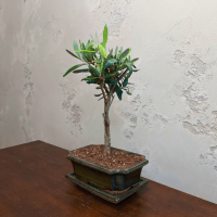 Бонсай Олива Europea 10 лет