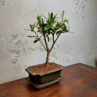 Бонсай Олива Europea 10 лет