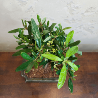 Бонсай Олива Europea 10 лет