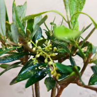 Бонсай Олива Europea 10 лет