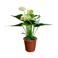 Антуриум белый D12 Антуриум белый D12