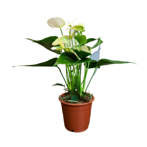 Антуриум белый D12 Антуриум белый D12