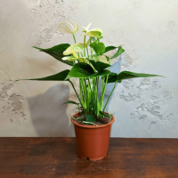 Антуриум белый D12 Антуриум белый D12