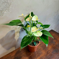 Антуриум белый D12 Антуриум белый D12