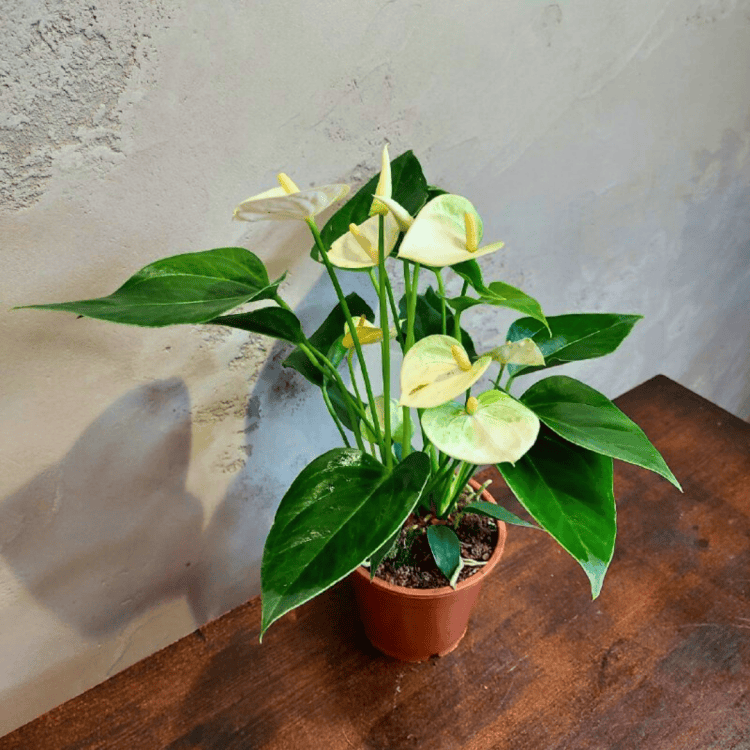 Антуриум белый D12 Антуриум белый D12