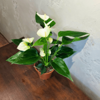 Антуриум белый D12 Антуриум белый D12