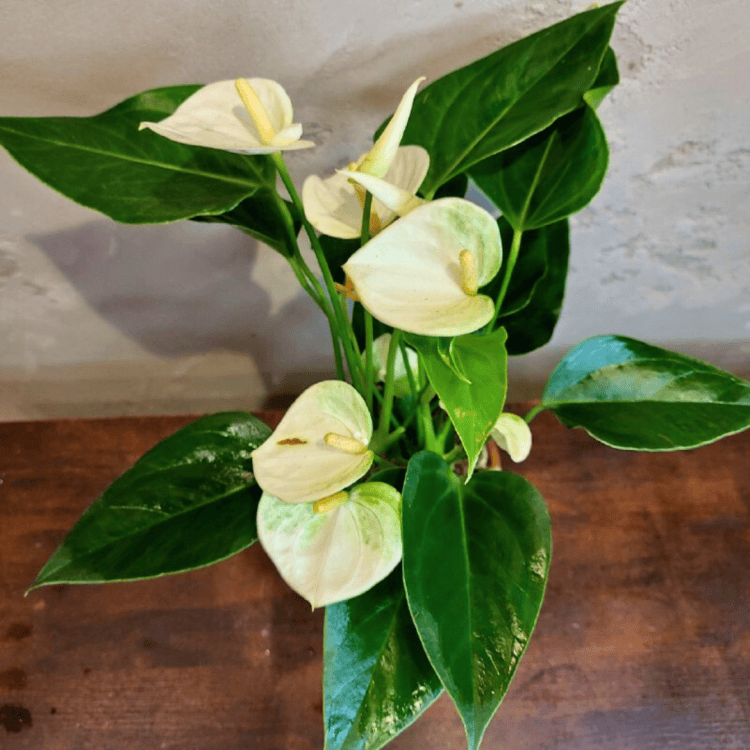 Антуриум белый D12 Антуриум белый D12