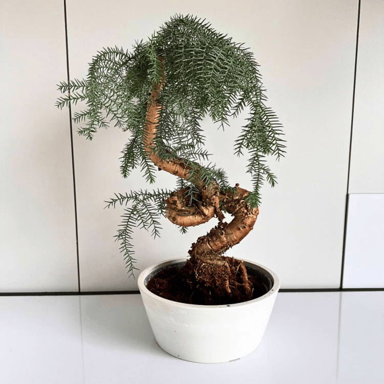 Бонсай Араукария