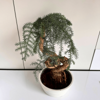 Бонсай Араукария