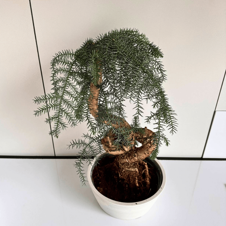 Бонсай Араукария